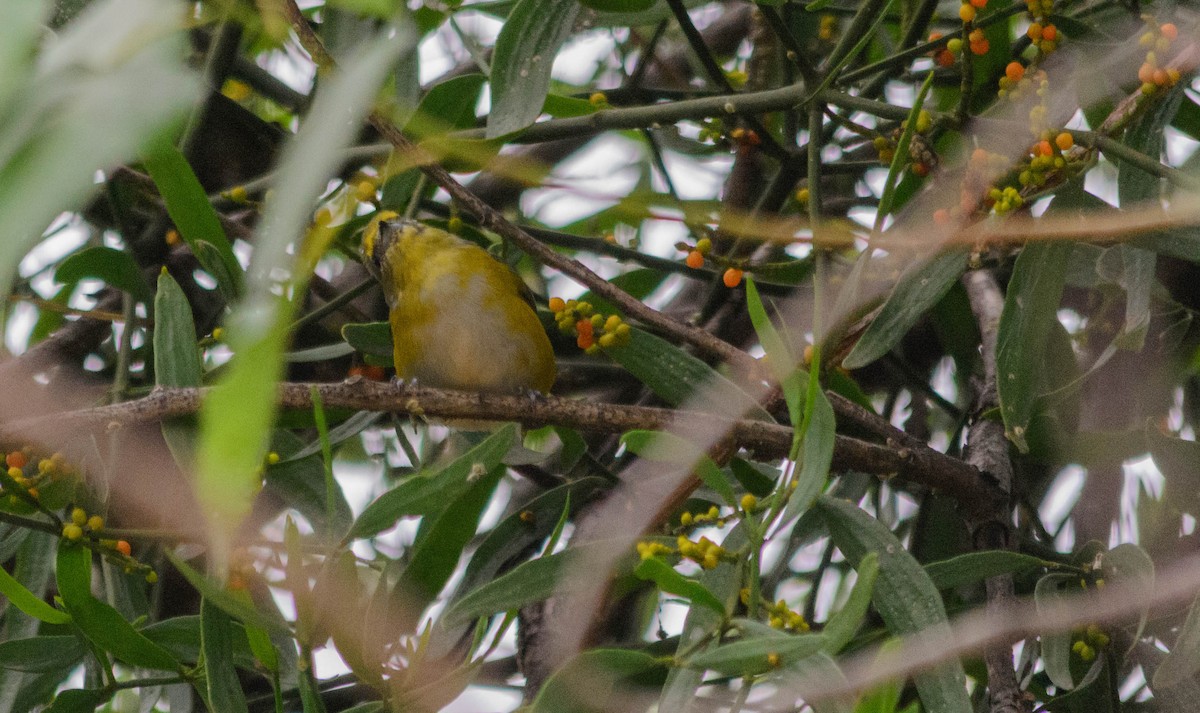 Purple-throated Euphonia - ML157761281