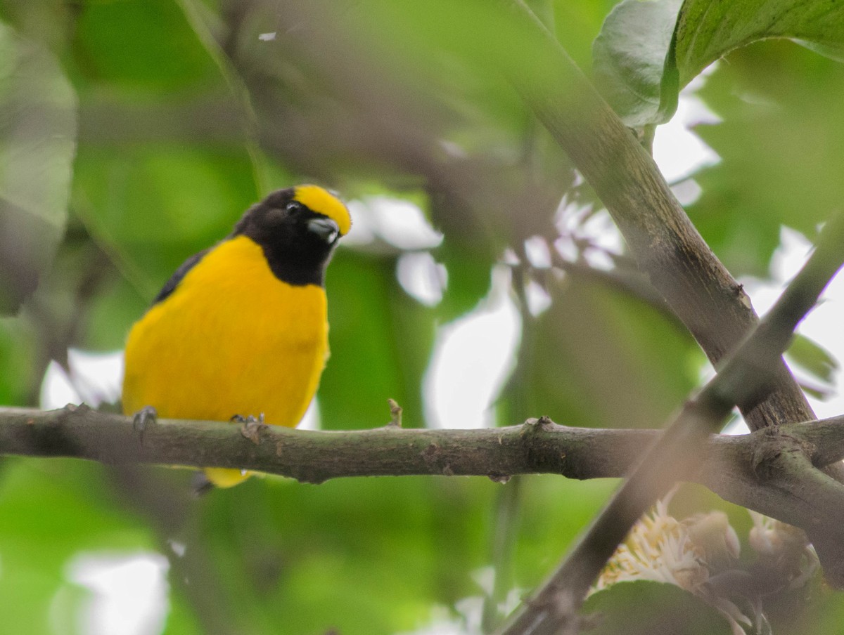 Purple-throated Euphonia - ML157761301