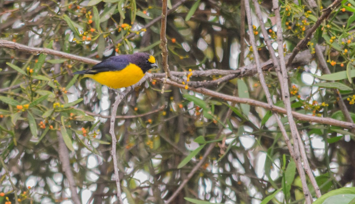 Purple-throated Euphonia - ML157761311