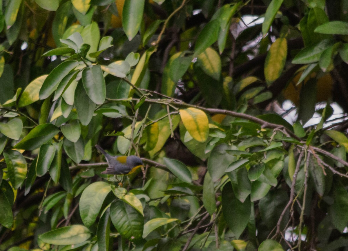 Tropical Parula - ML157761321