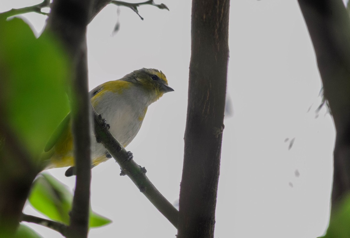 Purple-throated Euphonia - ML157761371