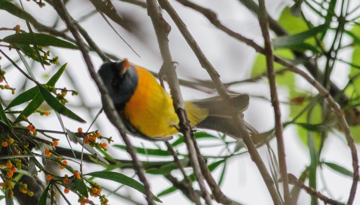 Blue-and-yellow Tanager - ML157761381