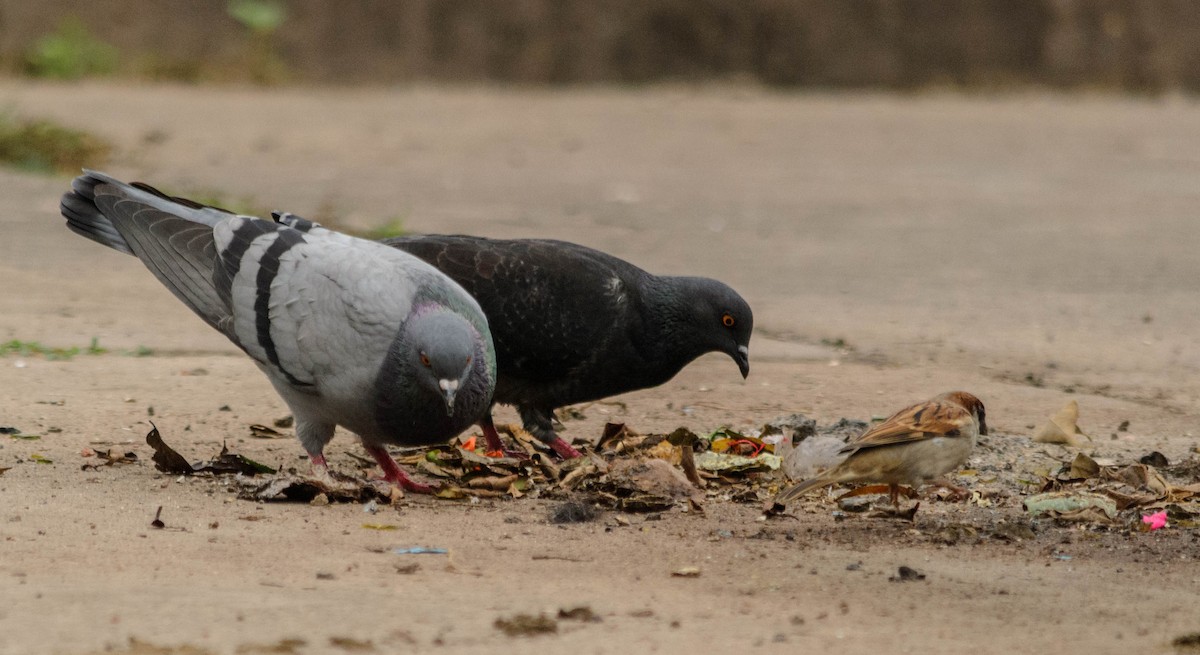 Rock Pigeon (Feral Pigeon) - ML157761501