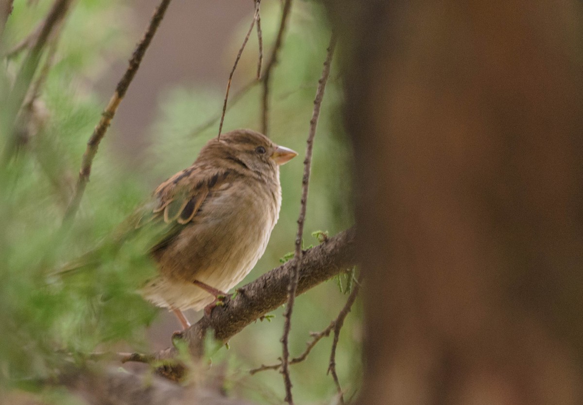 House Sparrow - ML157763271
