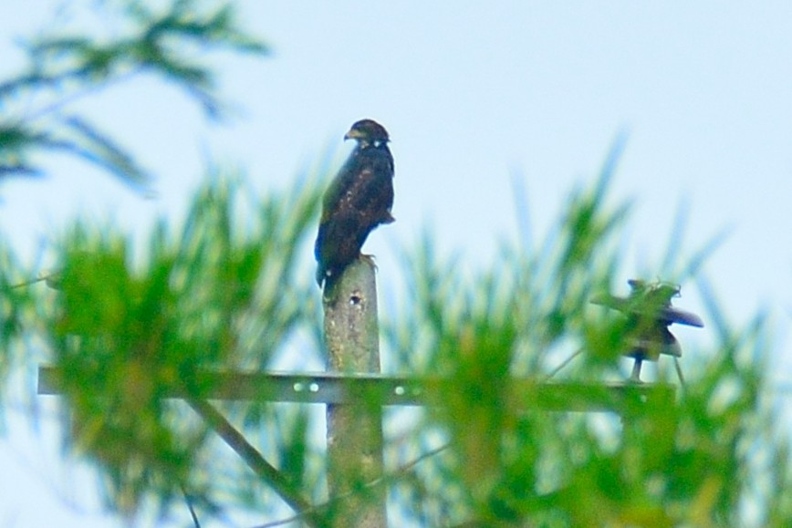 Common Black Hawk - Luis F García Moreno