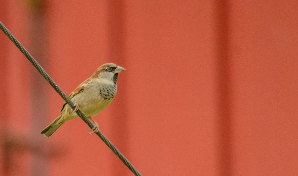 House Sparrow - ML157763881