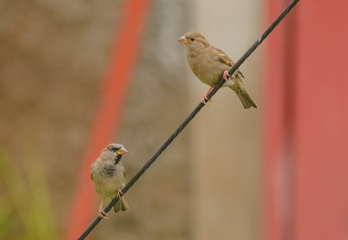 House Sparrow - ML157763901