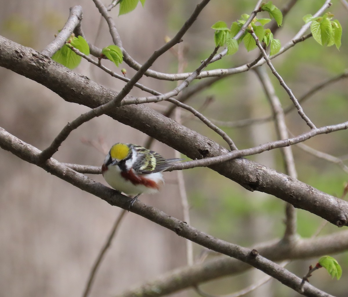 Chestnut-sided Warbler - ML157764411