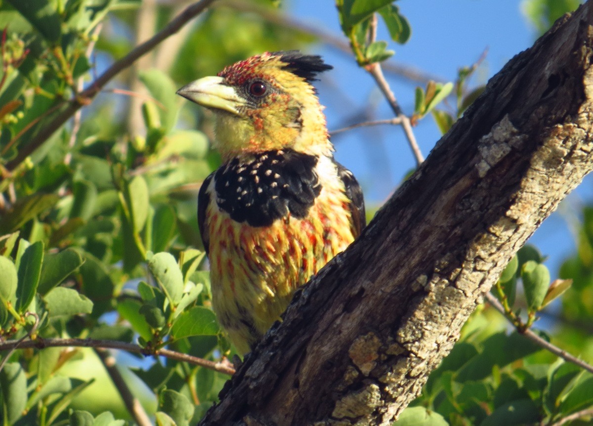 Crested Barbet - ML157764581