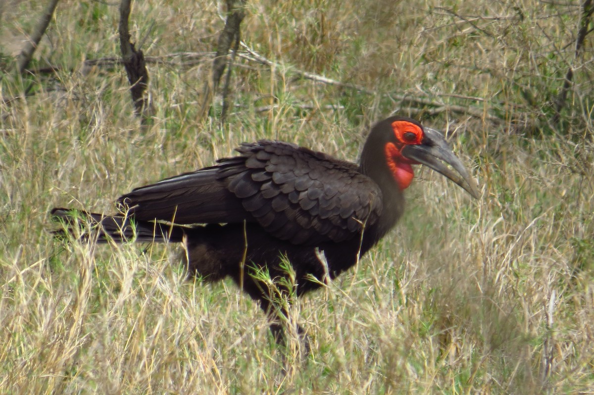 Southern Ground-Hornbill - ML157764751