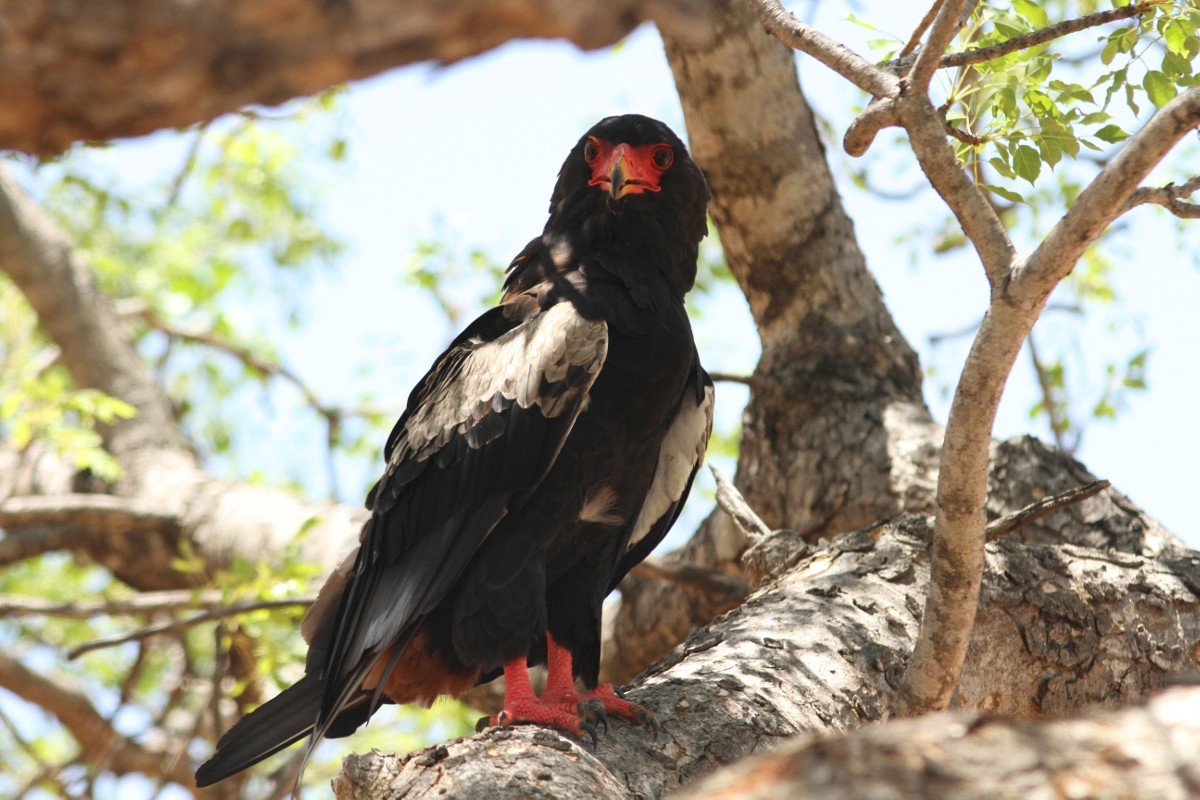 Bateleur - ML157764811