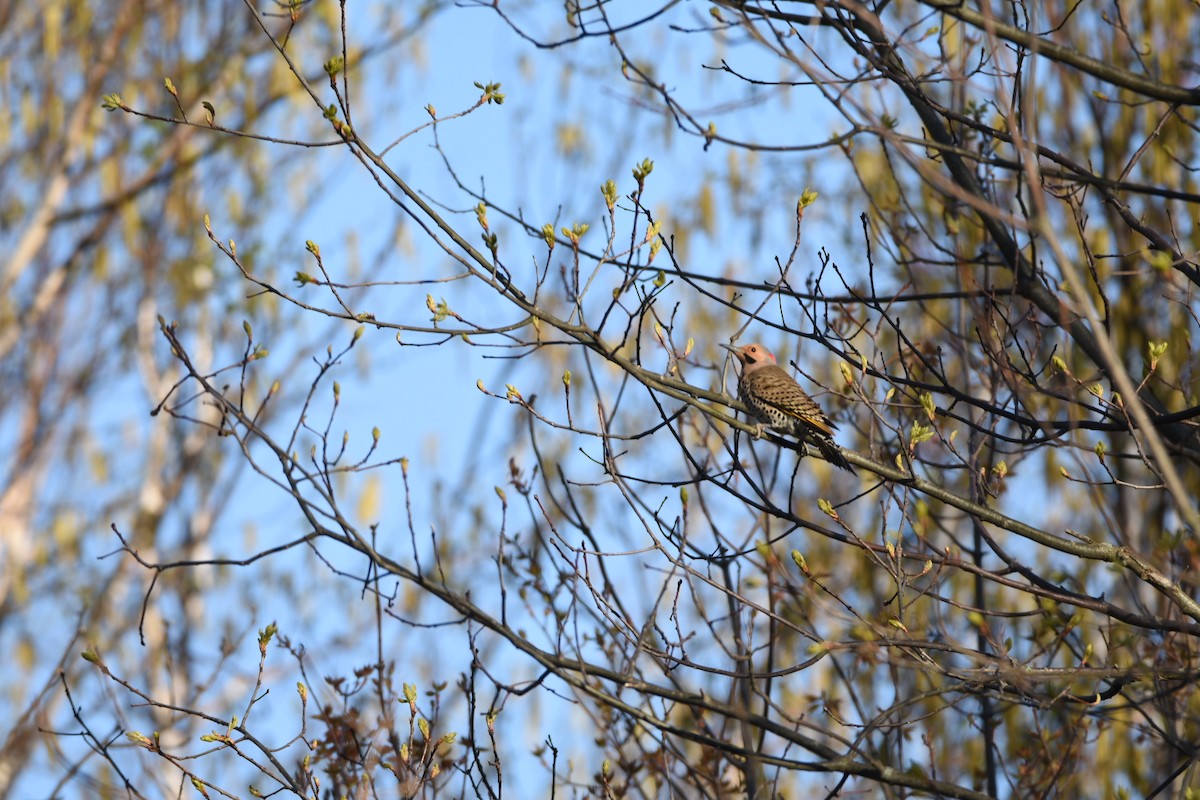 Northern Flicker - ML157765721