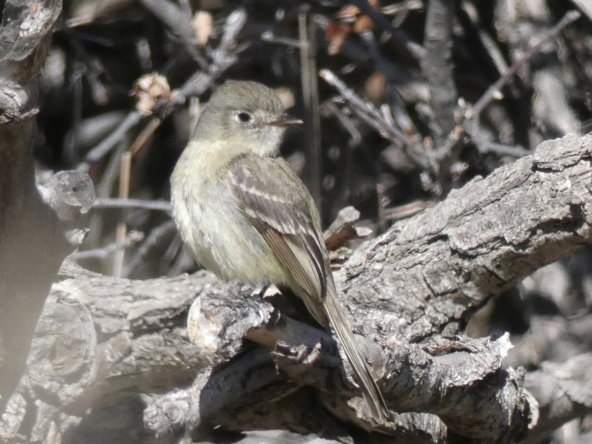 Dusky Flycatcher - ML157765951