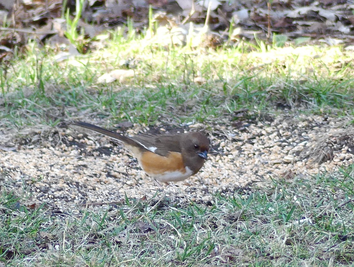 Eastern Towhee - ML157766001