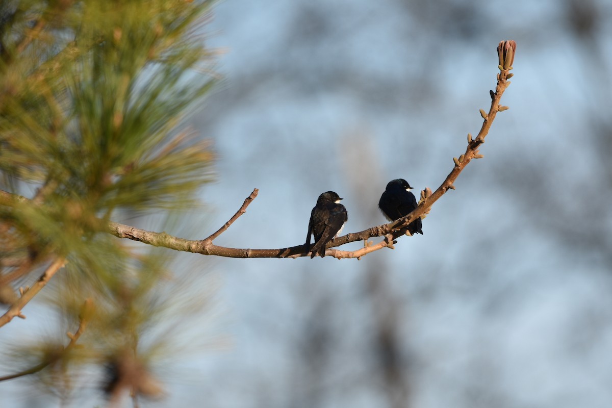 Tree Swallow - ML157766101