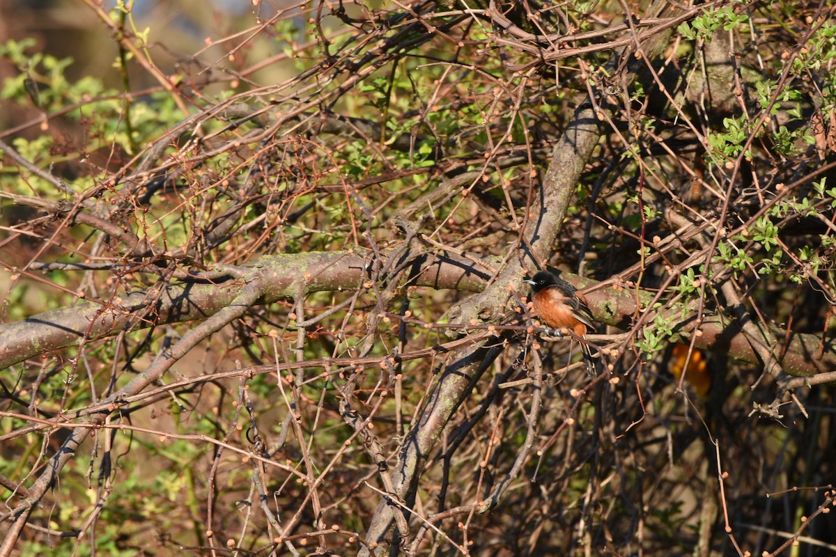 Orchard Oriole - ML157766391