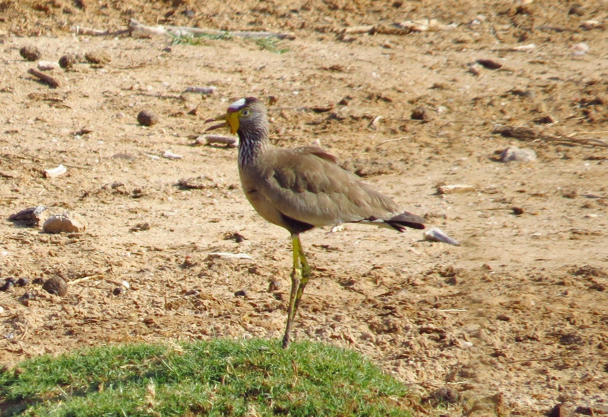 Wattled Lapwing - ML157766921