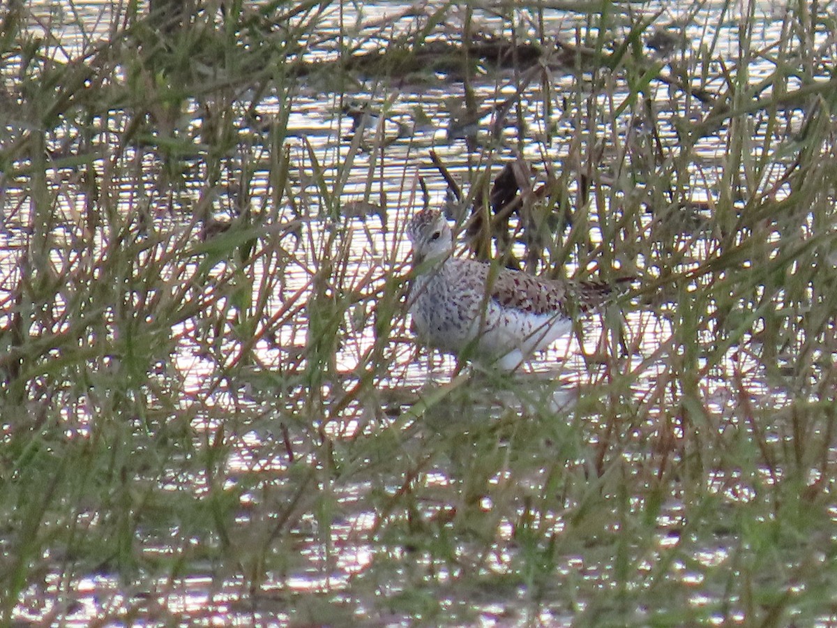 Marsh Sandpiper - Elias Ernvik