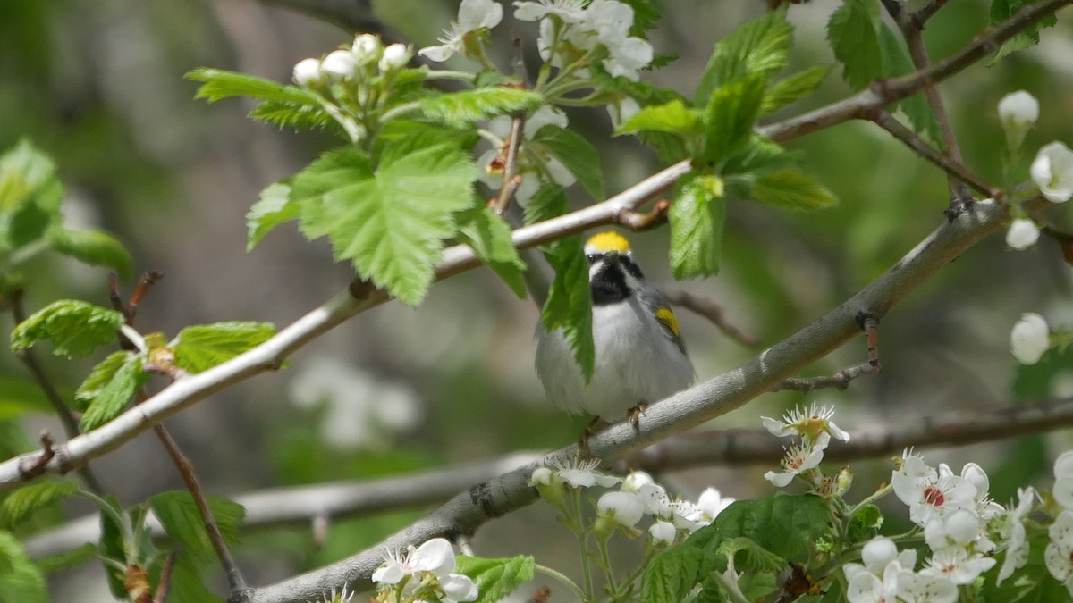 Goldflügel-Waldsänger - ML157767391