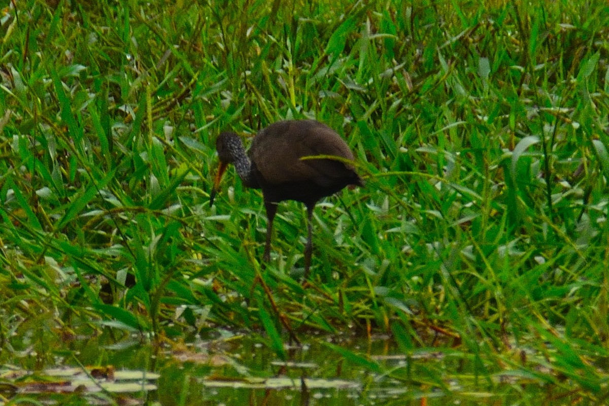 Limpkin - ML157768341