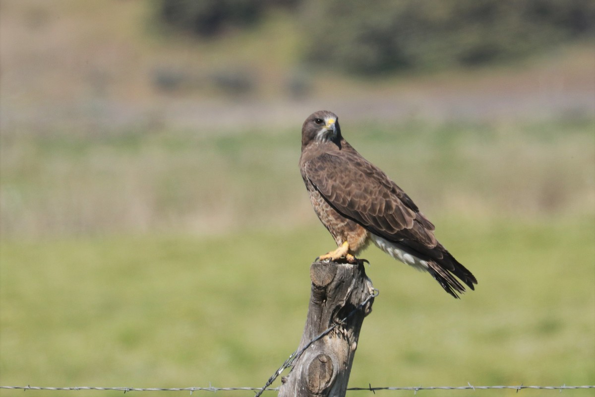 Swainson's Hawk - Chuck Gates