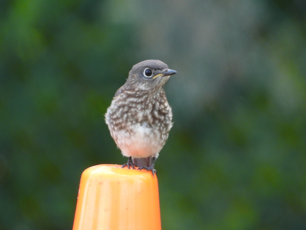 Eastern Bluebird - ML157769651