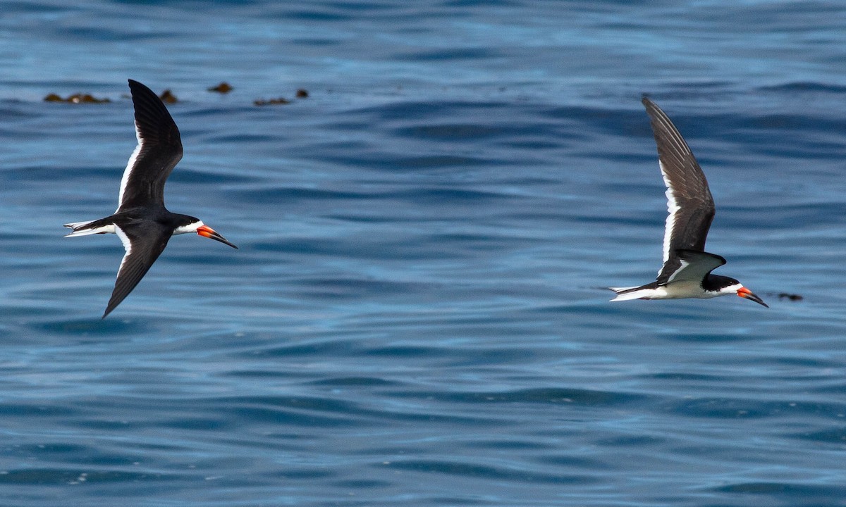 Black Skimmer - ML157770111