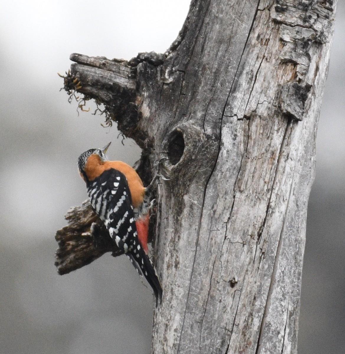 Rufous-bellied Woodpecker - Kim Hartquist