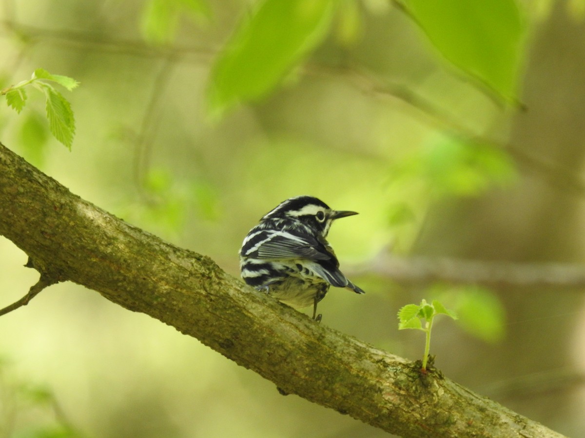 Black-and-white Warbler - ML157771241