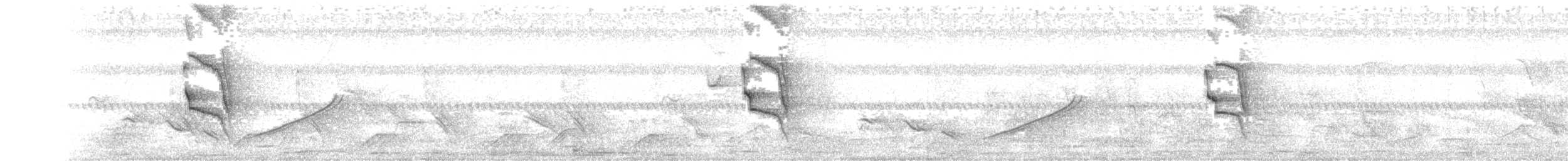 Social Flycatcher - ML157772511
