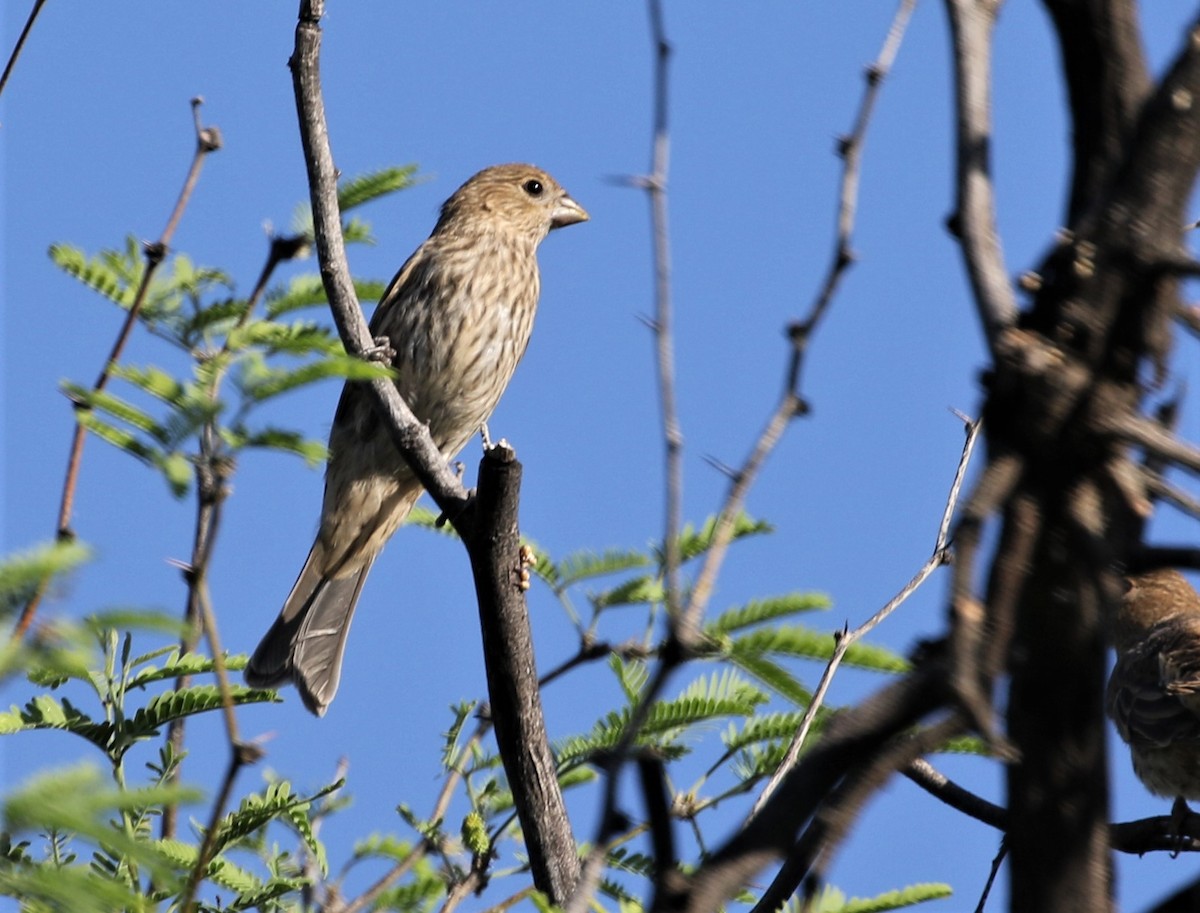 House Finch - Melinda  Berger