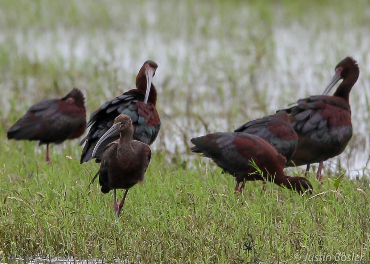 Glossy Ibis - Justin Bosler