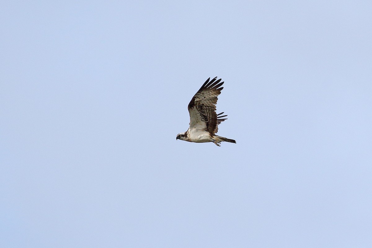 Águila Pescadora - ML157776281