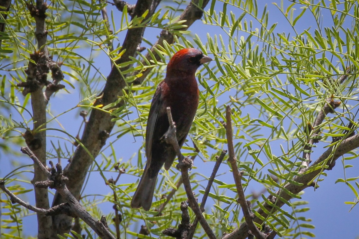 Varied Bunting - ML157776811