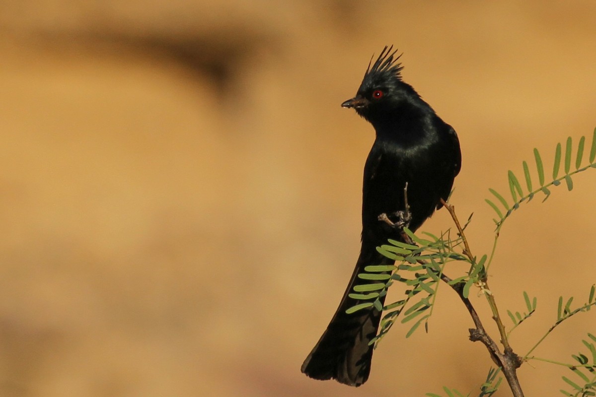 Phainopepla - ML157777021