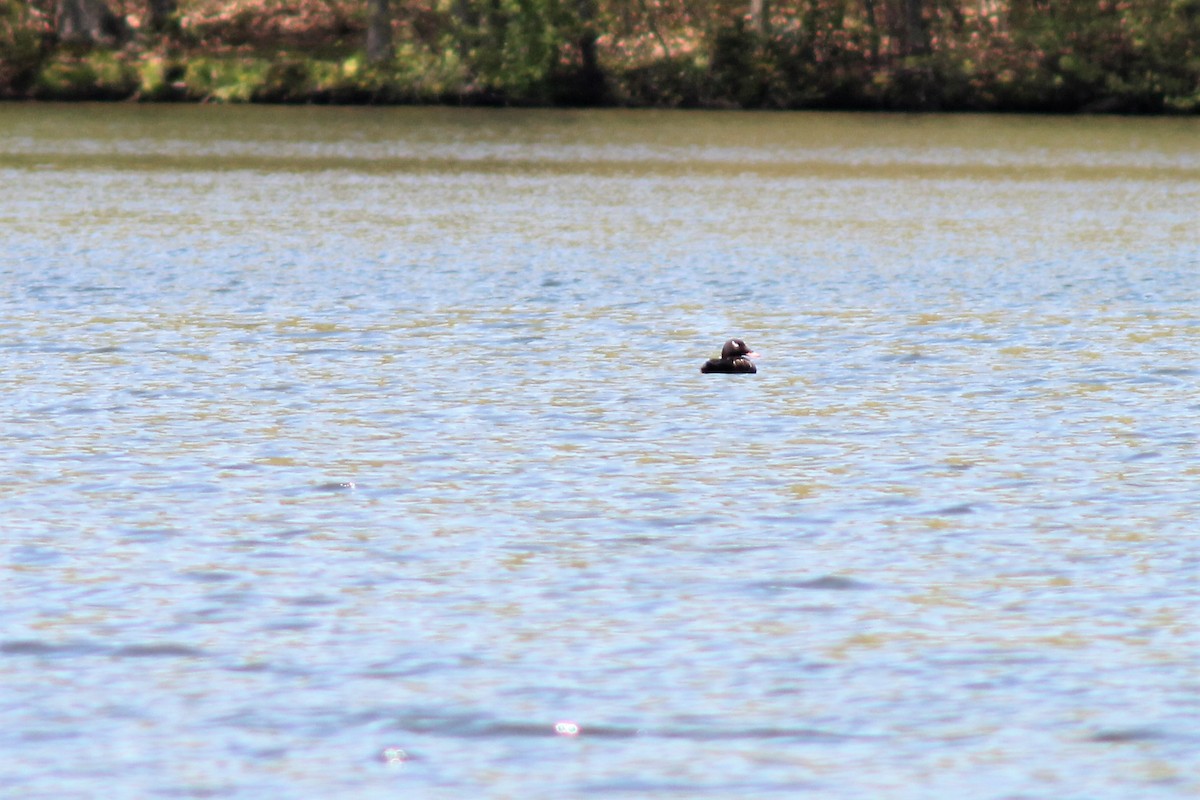 White-winged Scoter - ML157779731