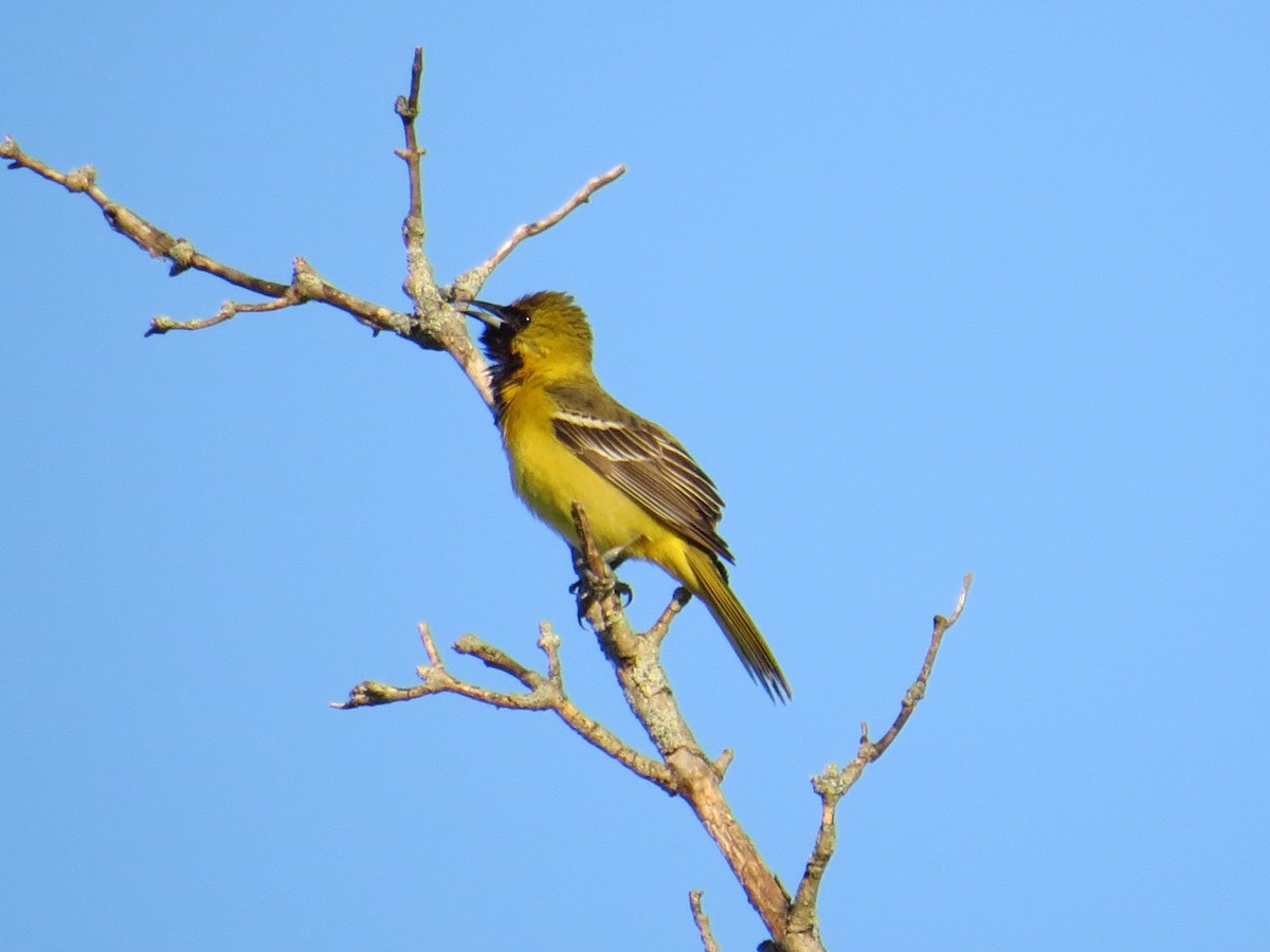 Orchard Oriole - ML157781361