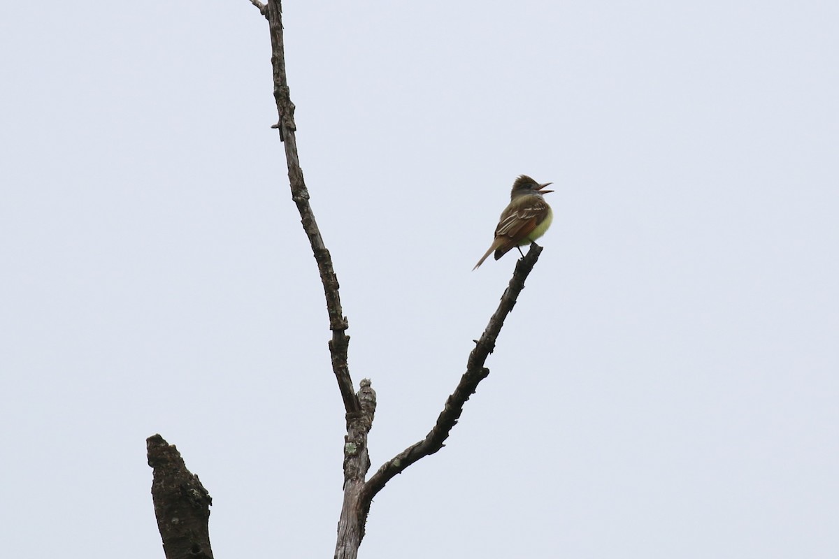 Great Crested Flycatcher - David Carr