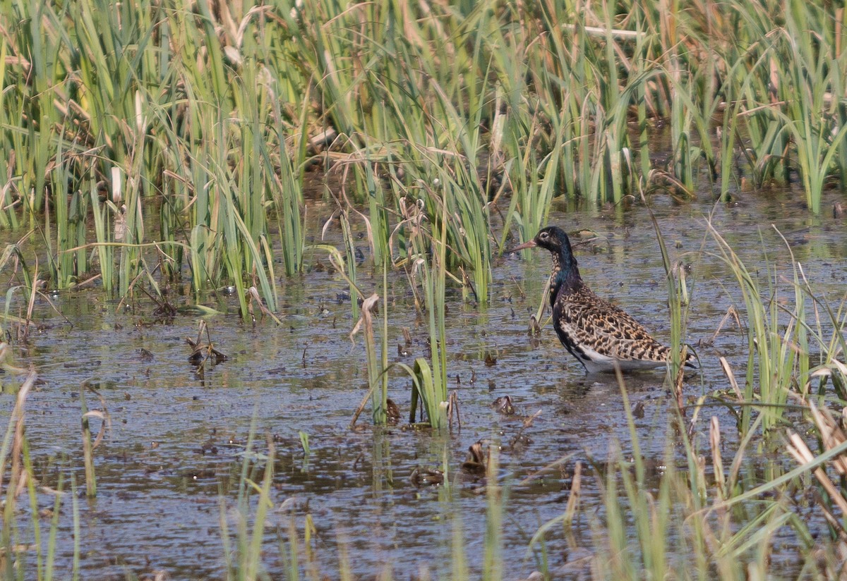 Kampfläufer - ML157786491