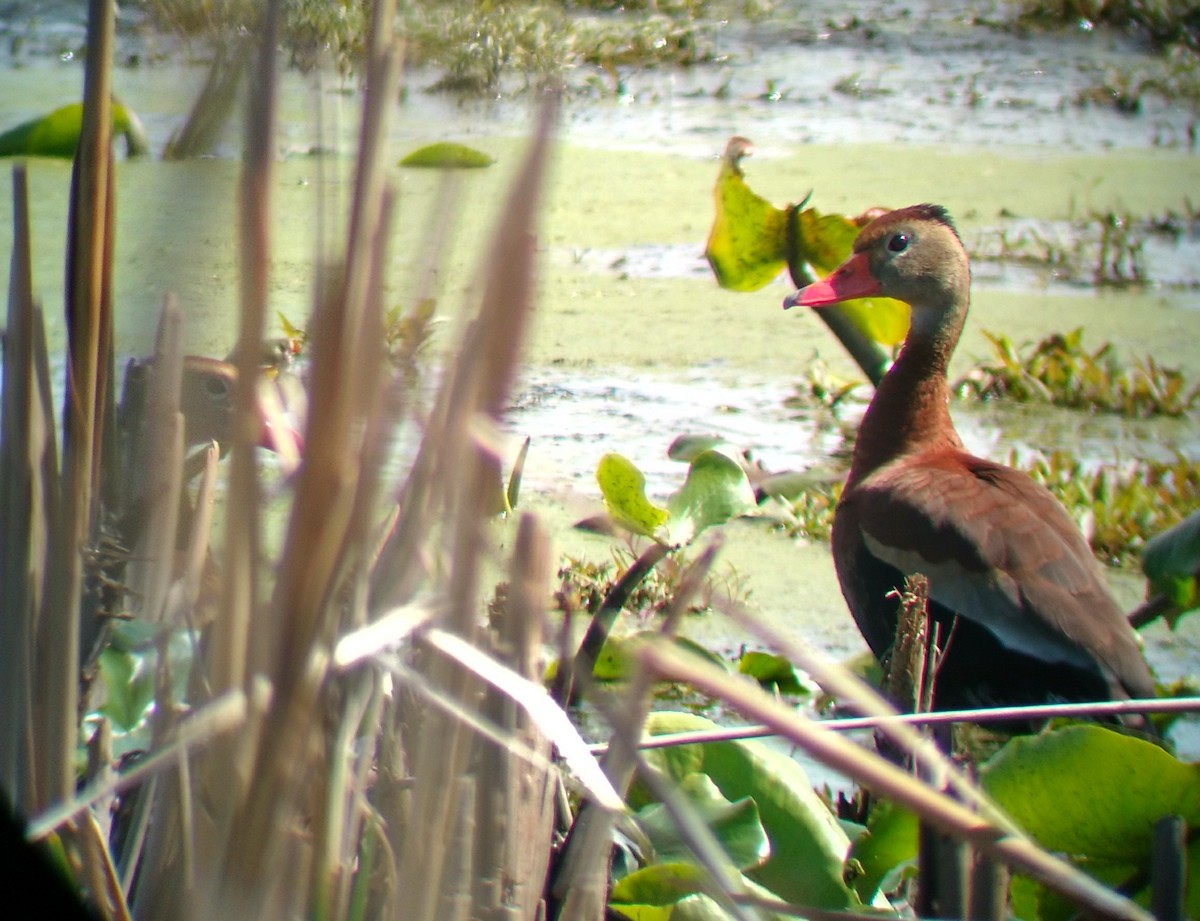 Black-bellied Whistling-Duck - Jacob Raber