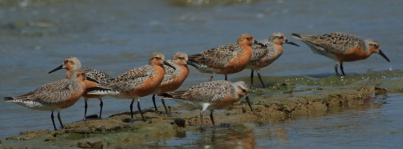 Red Knot - ML157788931