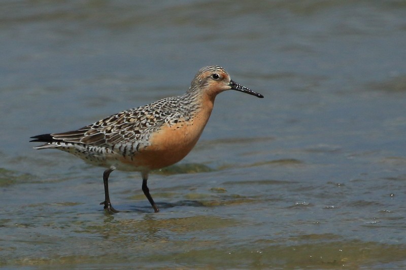 Red Knot - ML157788991