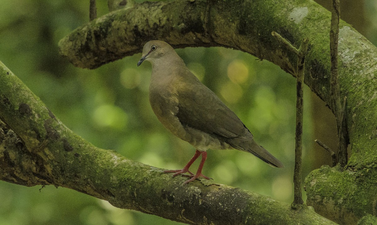 Gray-chested Dove - ML157794161