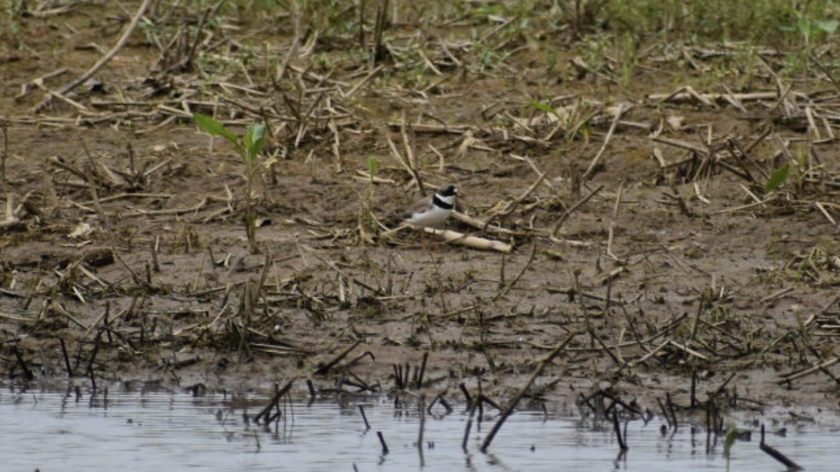 Semipalmated Plover - ML157795041