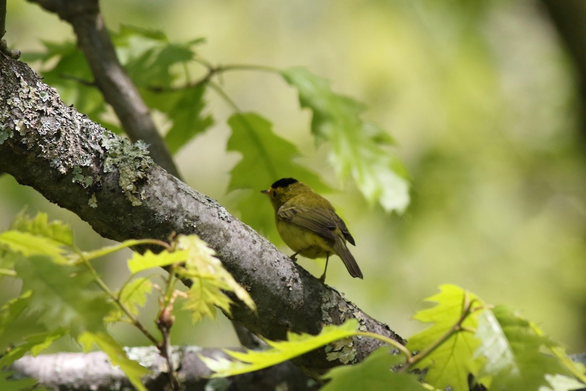 Wilson's Warbler - ML157798581