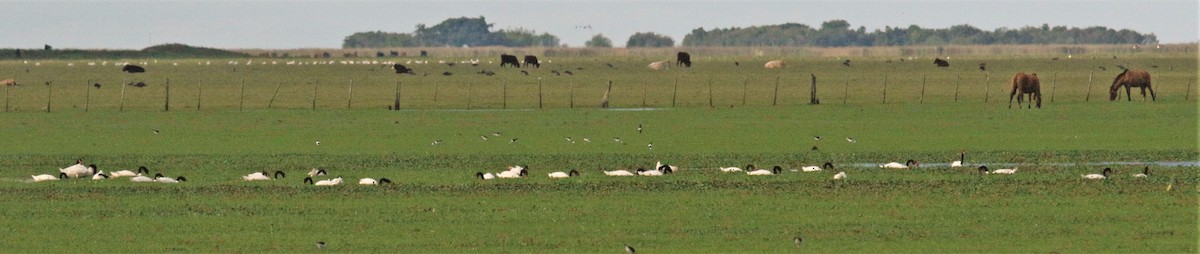 Black-necked Swan - ML157798661