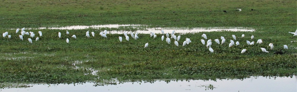 Western Cattle Egret - ML157799571