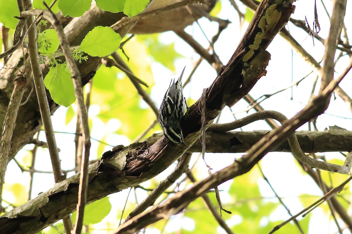 Black-and-white Warbler - ML157799921