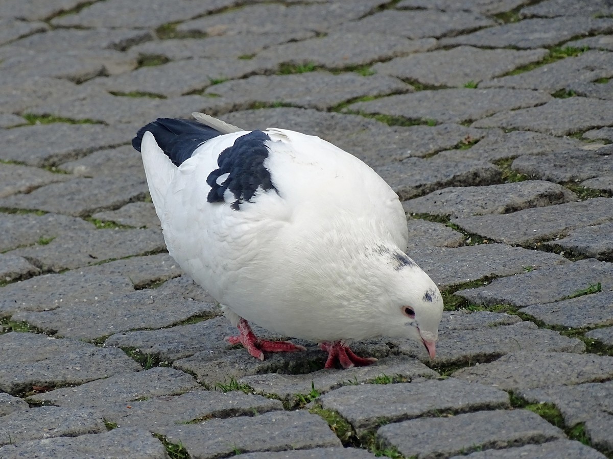 Rock Pigeon (Feral Pigeon) - Keith Wickens