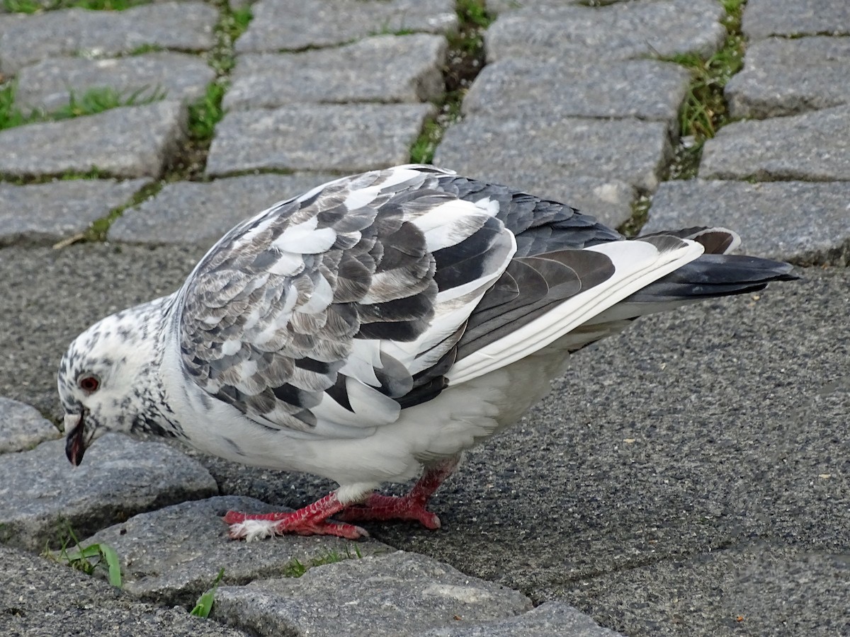Rock Pigeon (Feral Pigeon) - Keith Wickens